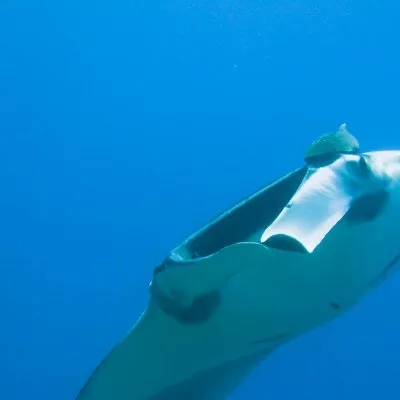 Similan Liveaboards - Phuket Liveaboards to Richelieu Rock