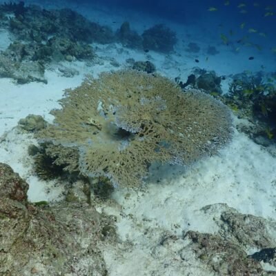 Scuba Diving Similan Liveaboards underwater