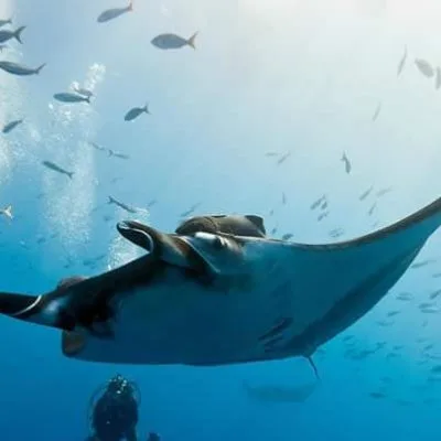 Similan liveaboards 2 Days 1 night