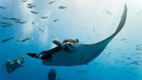 Similan liveaboards 2 Days 1 night