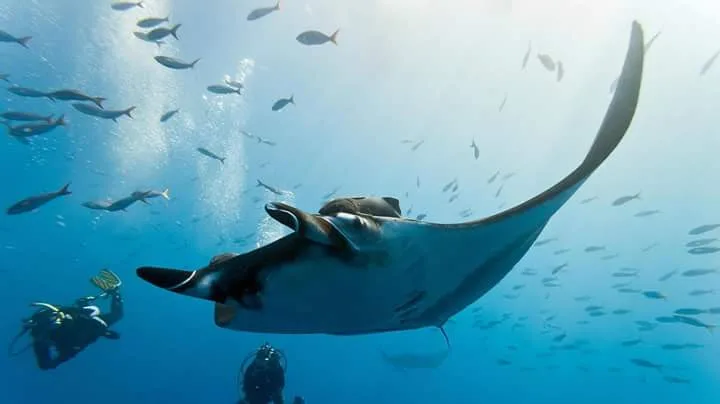 Similan liveaboards 2 Days 1 night