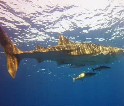 Sharks of Phuket, Thailand Whale Sharks