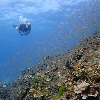 Similan Diving Liveaboards