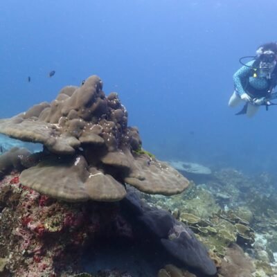 Similan Islands coral head
