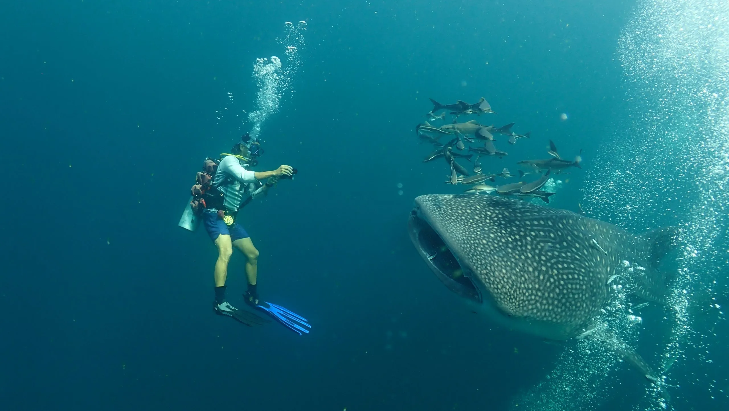 Similan Liveaboards diving with Whaleshark in Thailand