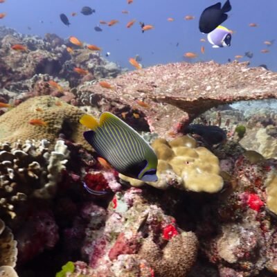 Liveaboards diving in the Similan Islands National Marine Park