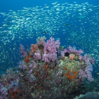Similan Liveaboards South Siam 1