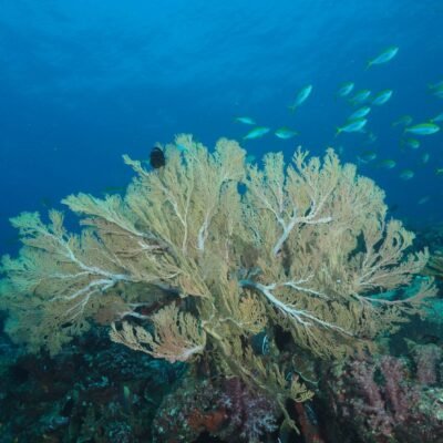 Similan Liveaboards South Siam 2