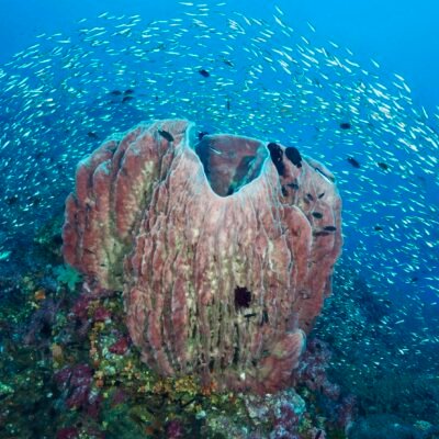 Similan Liveaboards South Siam 3