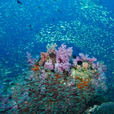 Similan Liveaboards South Siam 3