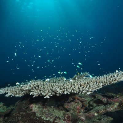 Similan Liveaboards South Siam 5