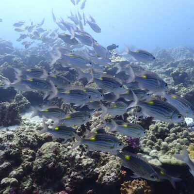 Scuba diving in the similan islands - Things to see underwater