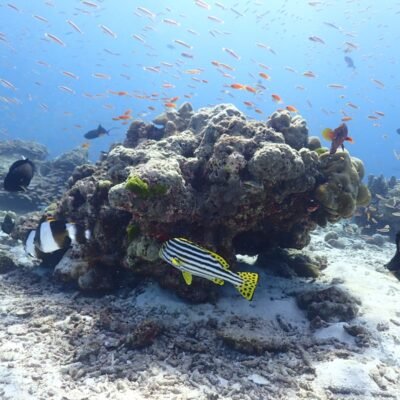 Similan Liveaboards harlequin sweetlips