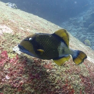 Similan Liveaboards triggerfish