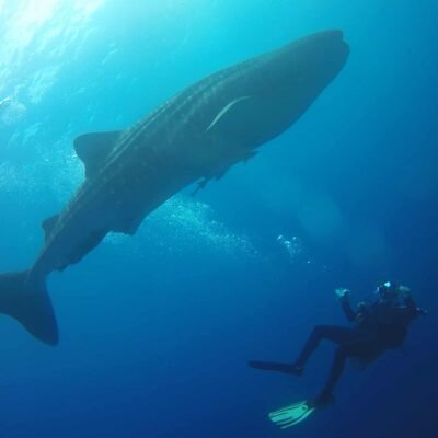 Whale Sharks In Thailand Diving at Richelieu Rock
