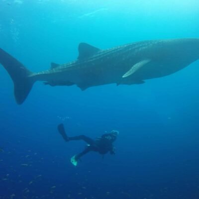 Whale Sharks In Thailand Diving at Richelieu Rock
