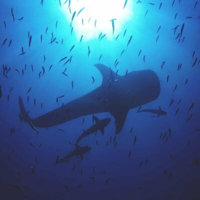 Whale Shark in Thailand - Whaleshark diving in Thailand