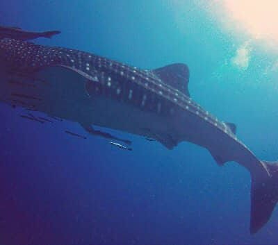 Whale Sharks In Thailand Where To See Them
