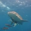 Whales sharks diving Similan Liveaboards