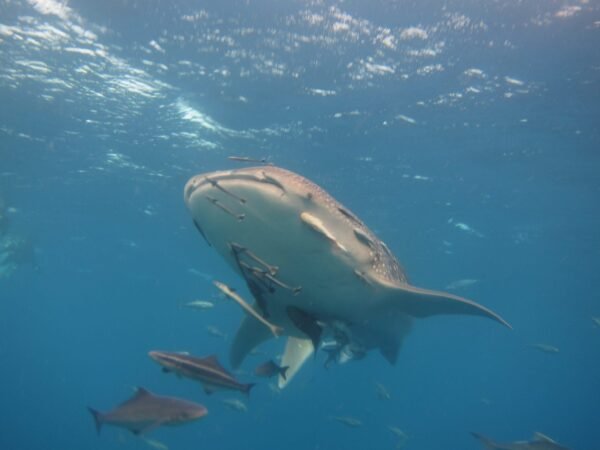 Whales sharks diving Similan Liveaboards