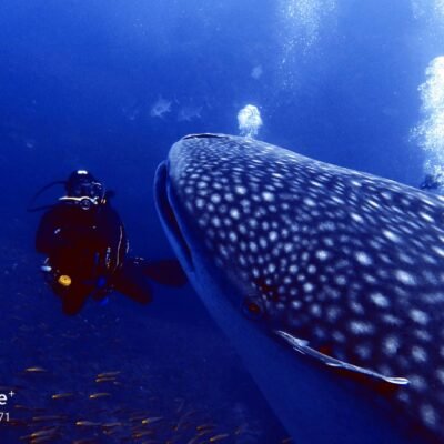 Whaleshark at Similan Islands