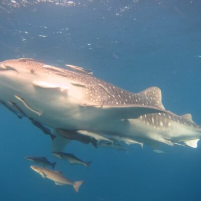 Whaleshark similan islands scuba diving Thailand