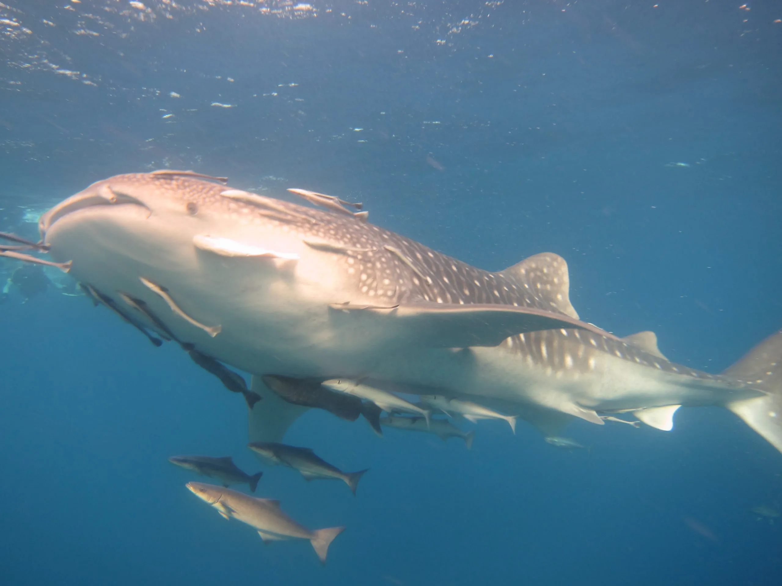 Whaleshark similan islands scuba diving Thailand