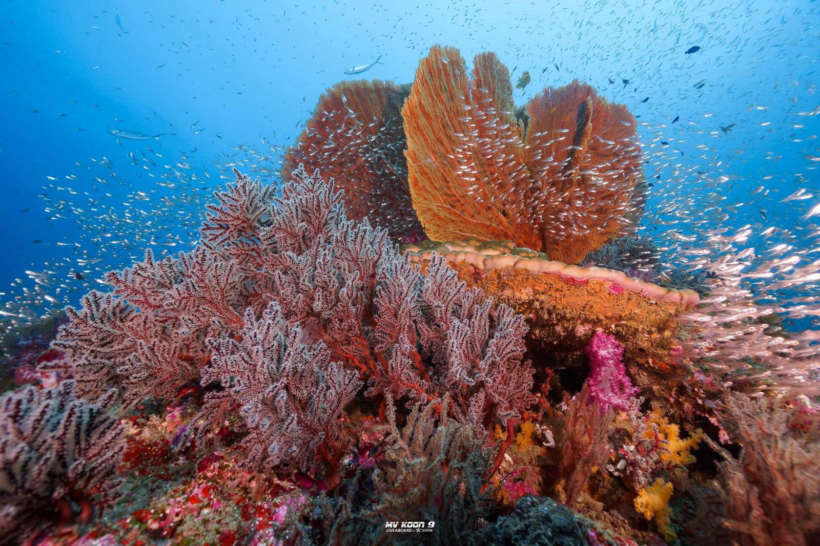 koon 9 Similan Liveaboards