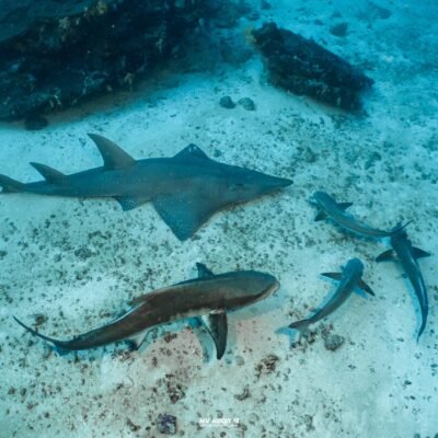 Similan Liveaboards diving with sharks