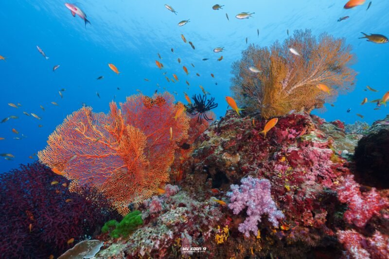 koon 9 Similan Liveaboards
