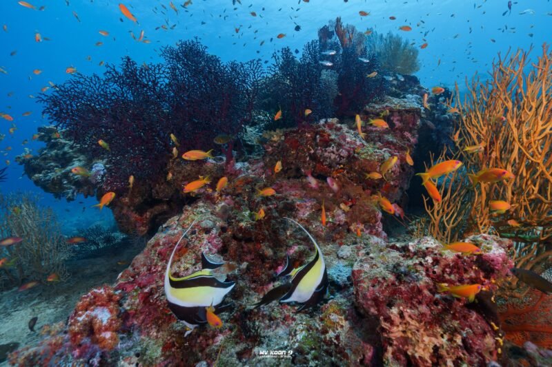 koon 9 Similan Liveaboards