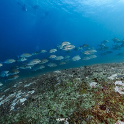 Similan Diving Tours to Richelieu Rock