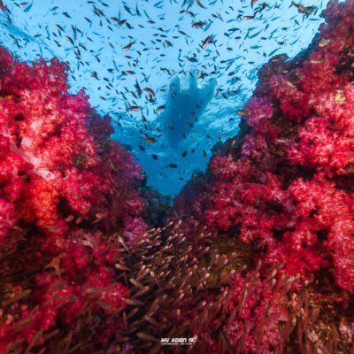Richelieu Rock scuba diving day trip from Phuket or Khao Lak