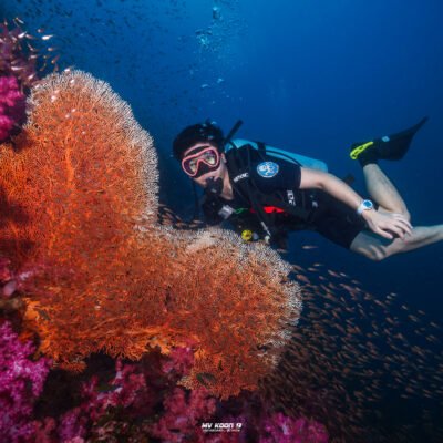 Best Similan Islands Dive Sites