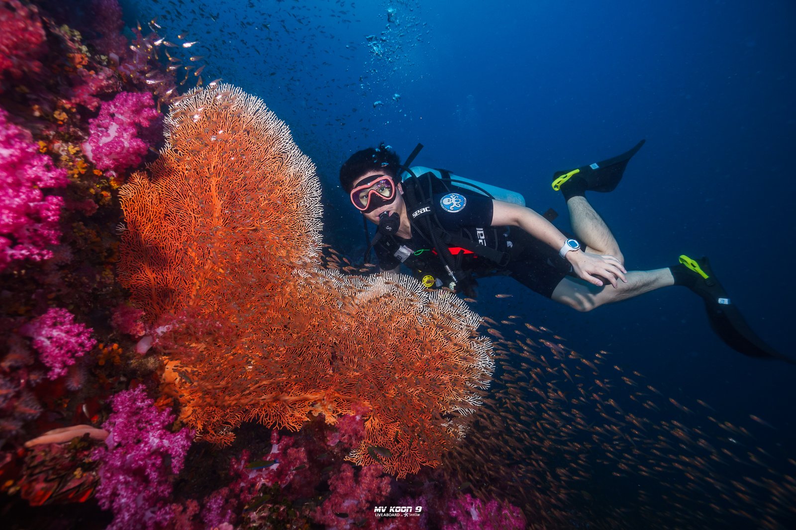 Best Similan Islands Dive Sites