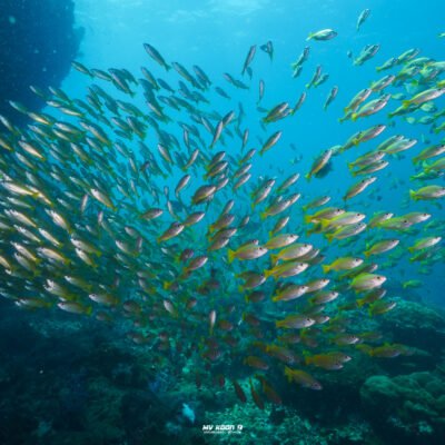 Richelieu rock diving day trip from Khao Lak