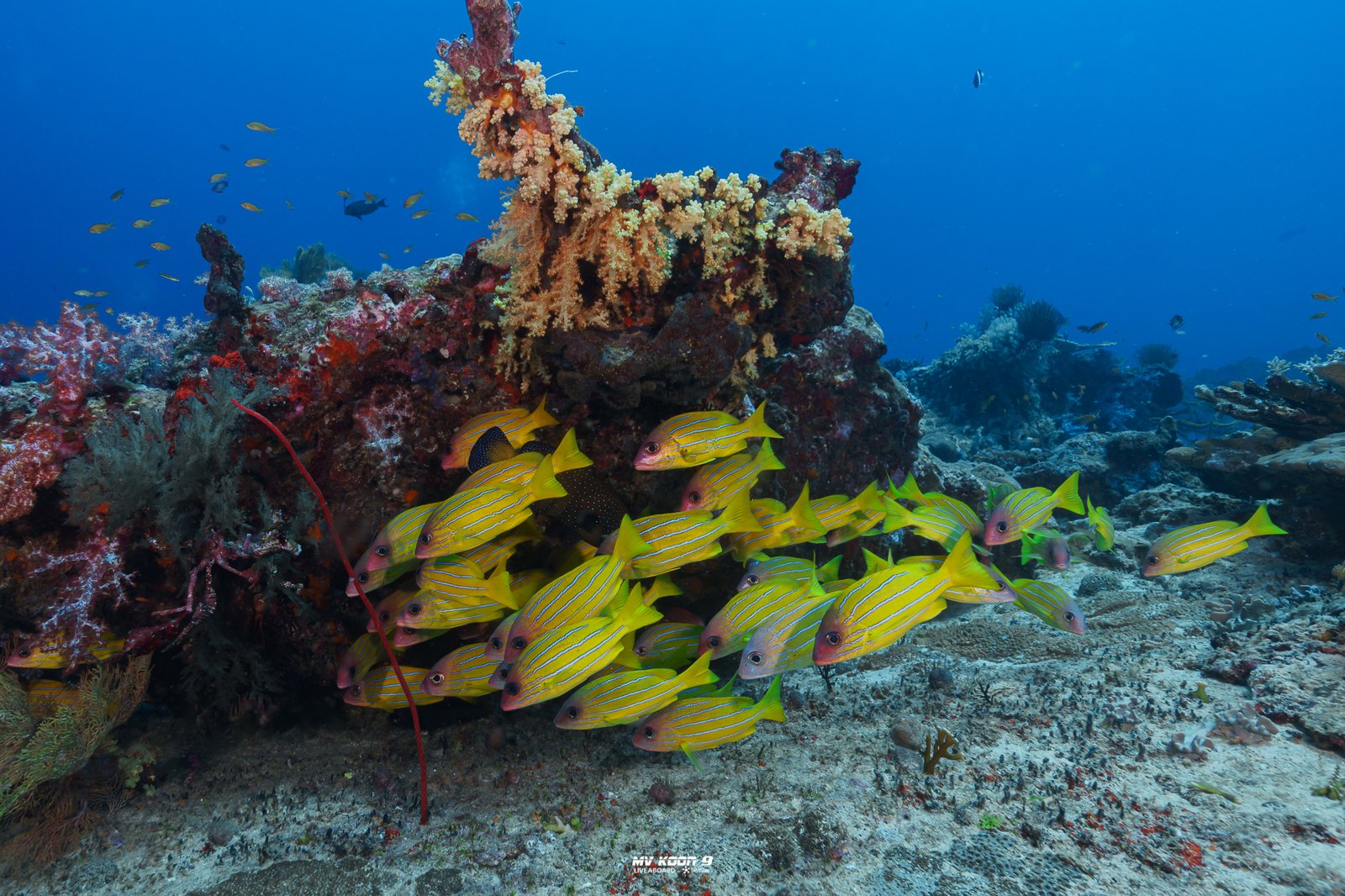 Richelieu Rock & Surin Islands 2 Days 1 Nights - Image 21