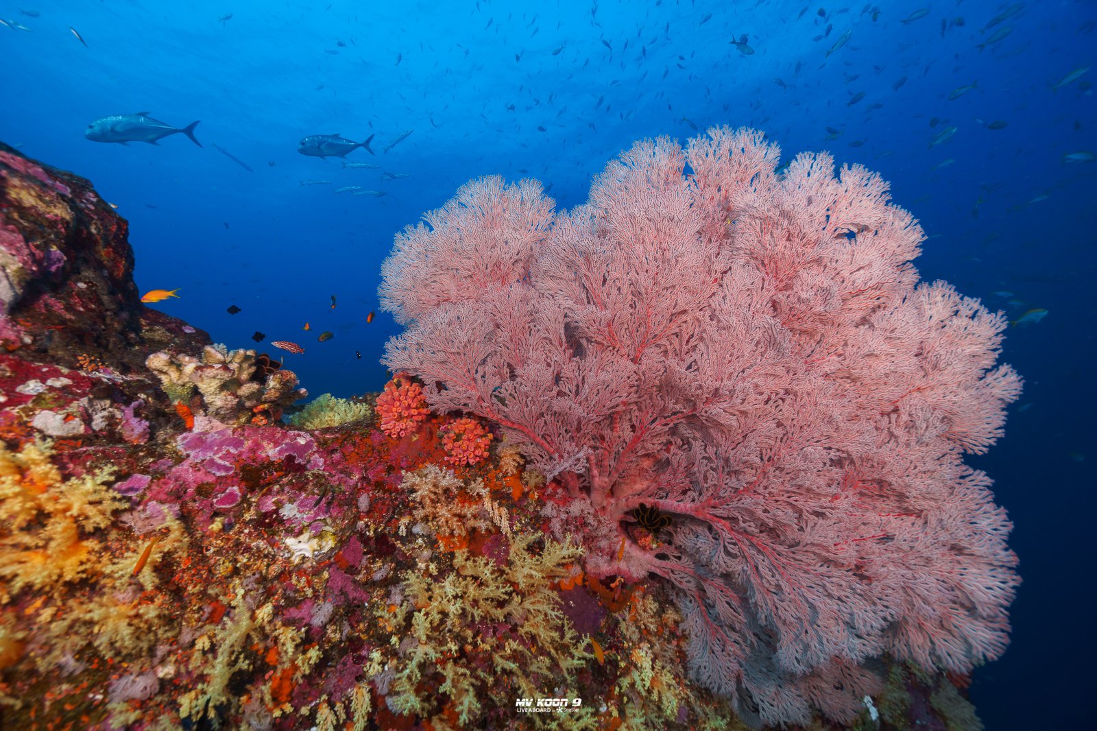 Richelieu Rock & Surin Islands 2 Days 1 Nights - Image 23