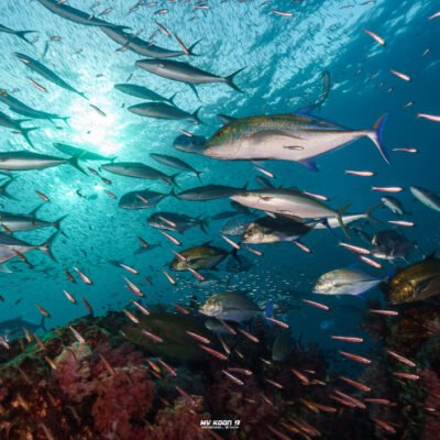 Similan Liveaboards Richelieu Rock diving day trip from Phuket